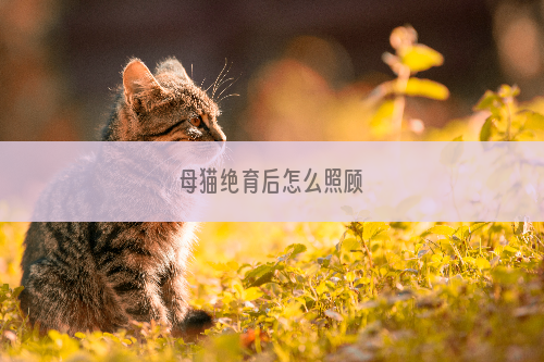 母猫绝育后怎么照顾