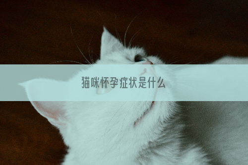 猫咪怀孕症状是什么