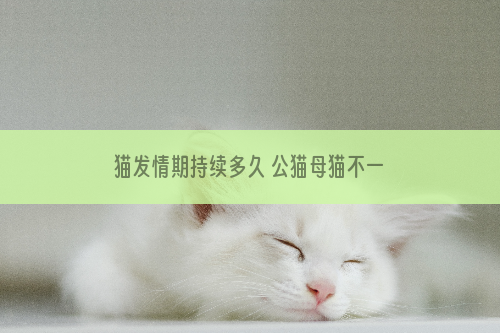 猫发情期持续多久 公猫母猫不一样哦