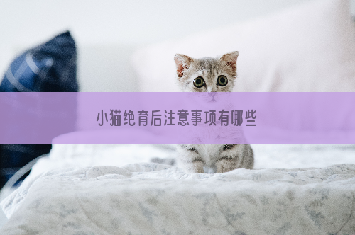 小猫绝育后注意事项有哪些