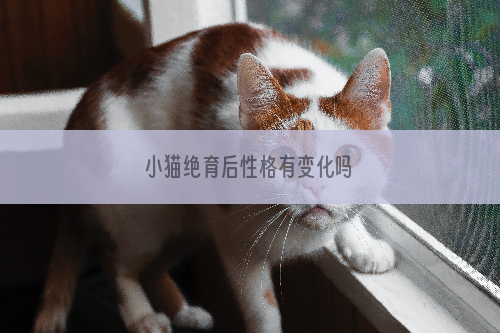 小猫绝育后性格有变化吗