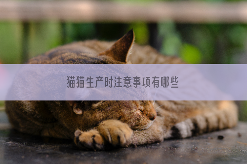 猫猫生产时注意事项有哪些