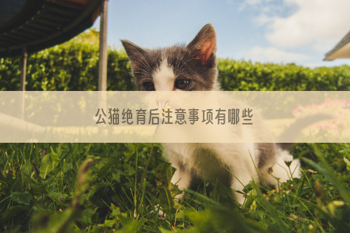 公猫绝育后注意事项有哪些