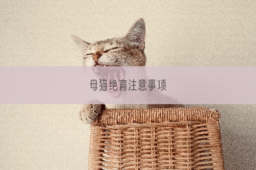 母猫绝育注意事项