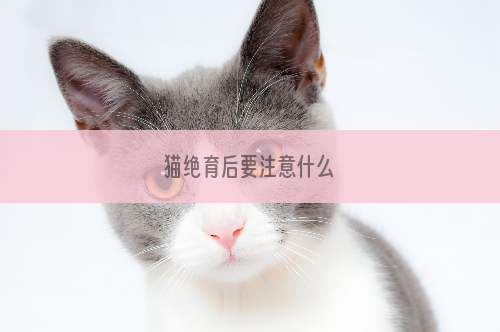 猫绝育后要注意什么