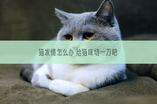 猫发情怎么办 给猫咪切一刀吧