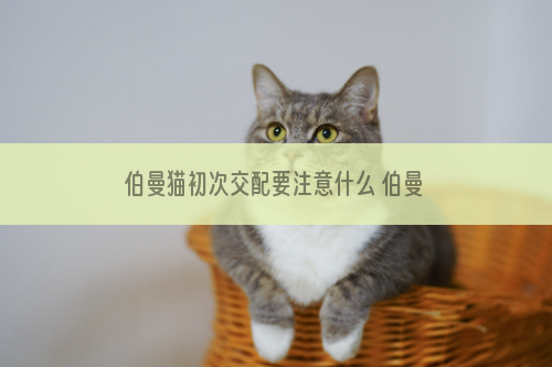 伯曼猫初次交配要注意什么 伯曼猫初次交配注意事项