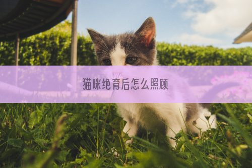 猫咪绝育后怎么照顾