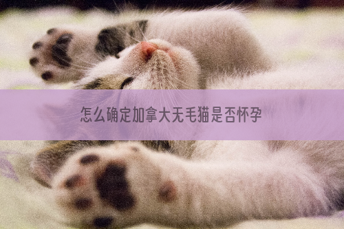 怎么确定加拿大无毛猫是否怀孕