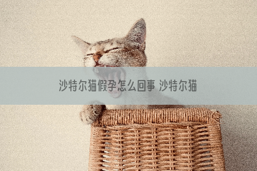 沙特尔猫假孕怎么回事 沙特尔猫假孕情况原因