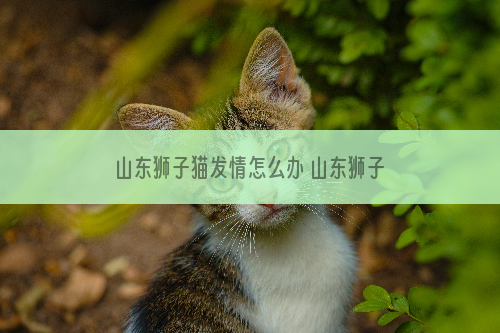 山东狮子猫发情怎么办 山东狮子猫发情照顾方法