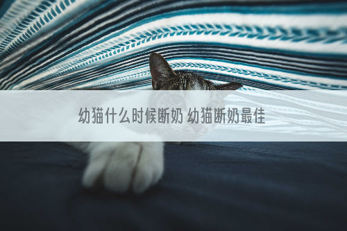 幼猫什么时候断奶 幼猫断奶最佳时期