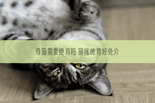 母猫需要绝育吗 猫咪绝育好处介绍