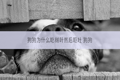 狗狗为什么吃树叶然后呕吐 狗狗吃树叶没事吧