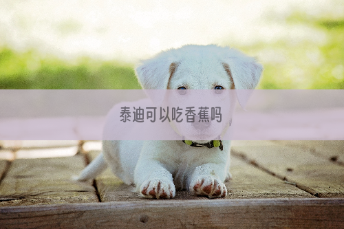 泰迪可以吃香蕉吗