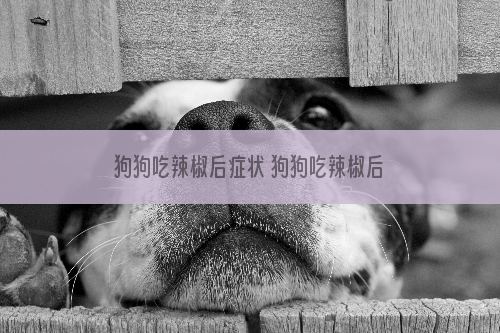 狗狗吃辣椒后症状 狗狗吃辣椒后的表现