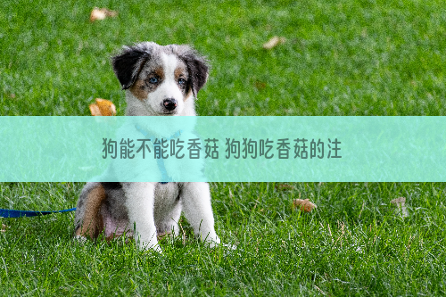 狗能不能吃香菇 狗狗吃香菇的注意事项