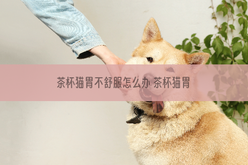 茶杯猫胃不舒服怎么办 茶杯猫胃不舒服解决办法