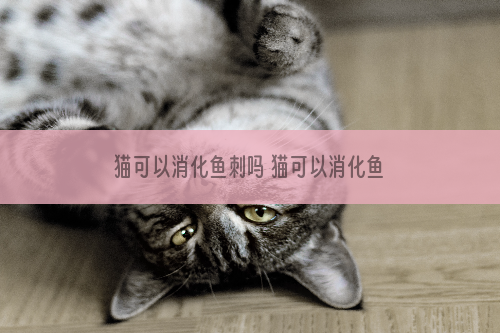 猫可以消化鱼刺吗 猫可以消化鱼刺和骨头吗
