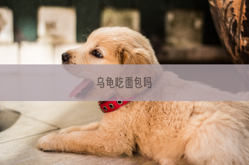 乌龟吃面包吗
