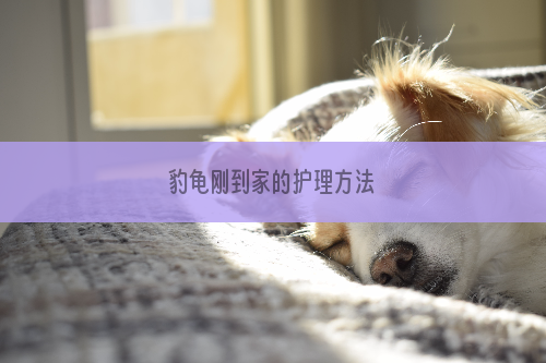 豹龟刚到家的护理方法