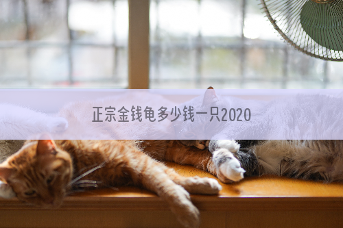 正宗金钱龟多少钱一只2020