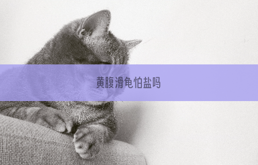黄腹滑龟怕盐吗