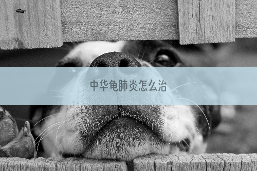 中华龟肺炎怎么治