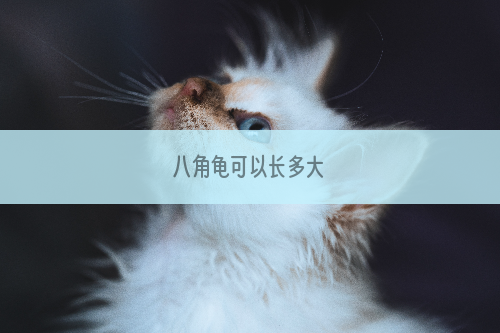 八角龟可以长多大