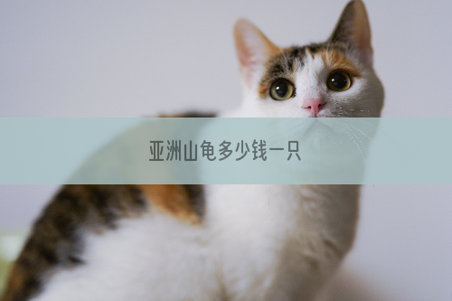 亚洲山龟多少钱一只