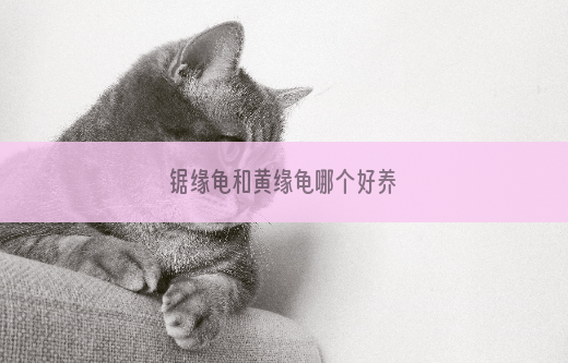 锯缘龟和黄缘龟哪个好养