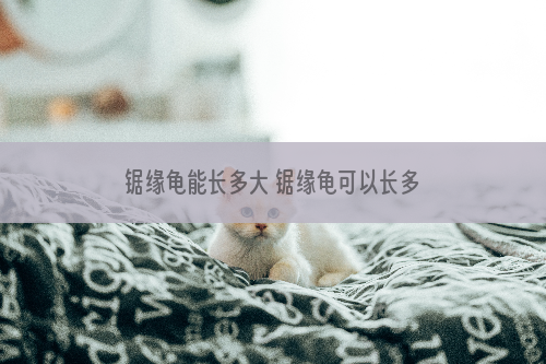 锯缘龟能长多大 锯缘龟可以长多大