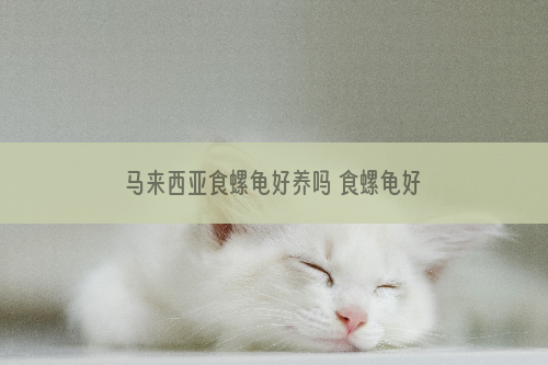 马来西亚食螺龟好养吗 食螺龟好养吗
