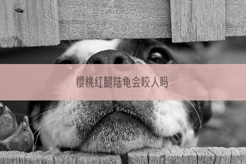 樱桃红腿陆龟会咬人吗