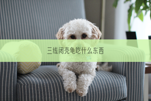 三线闭壳龟吃什么东西