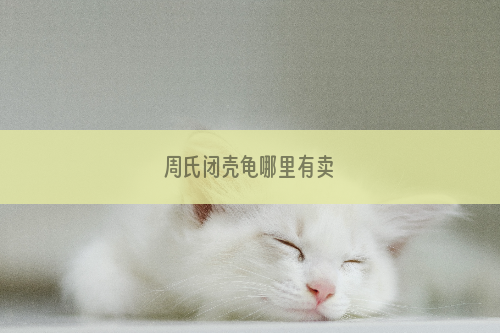 周氏闭壳龟哪里有卖