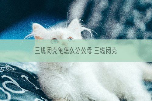三线闭壳龟怎么分公母 三线闭壳龟稚龟如何分辨公母