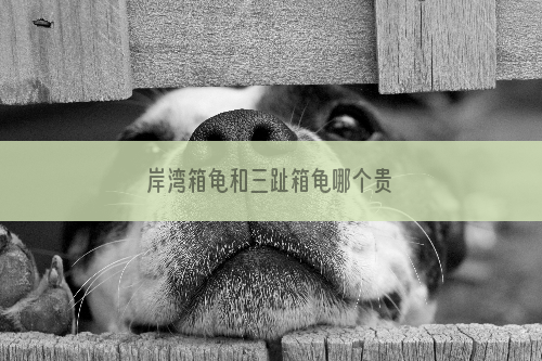 岸湾箱龟和三趾箱龟哪个贵