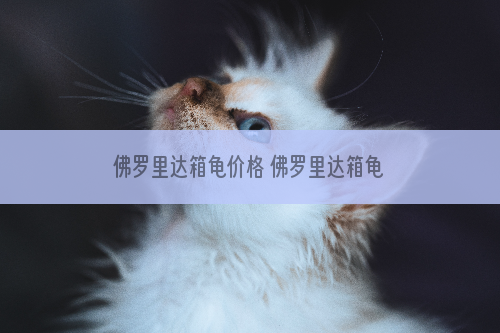 佛罗里达箱龟价格 佛罗里达箱龟价钱