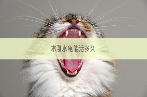 木雕水龟能活多久