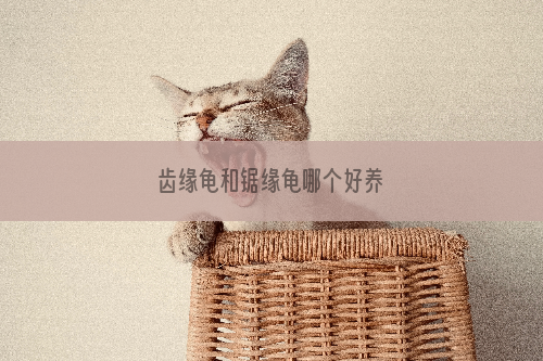 齿缘龟和锯缘龟哪个好养