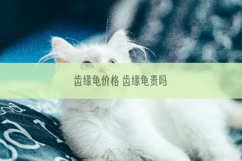 齿缘龟价格 齿缘龟贵吗