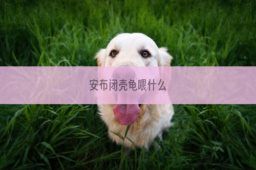 安布闭壳龟喂什么