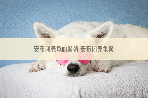安布闭壳龟的繁殖 安布闭壳龟繁殖