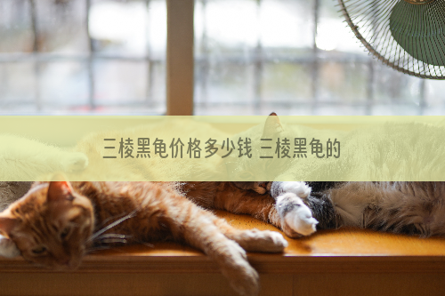 三棱黑龟价格多少钱 三棱黑龟的价格