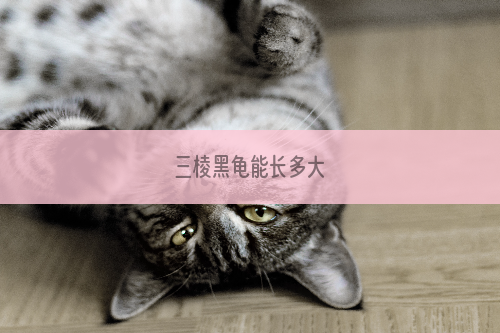 三棱黑龟能长多大