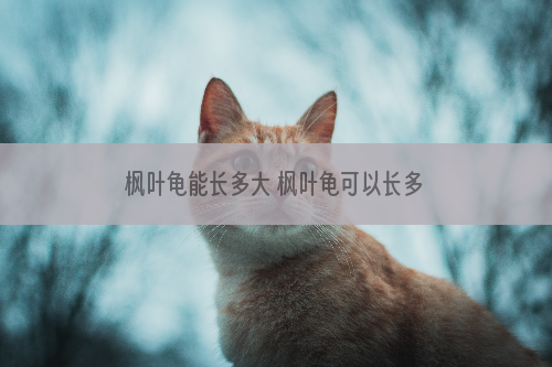 枫叶龟能长多大 枫叶龟可以长多大