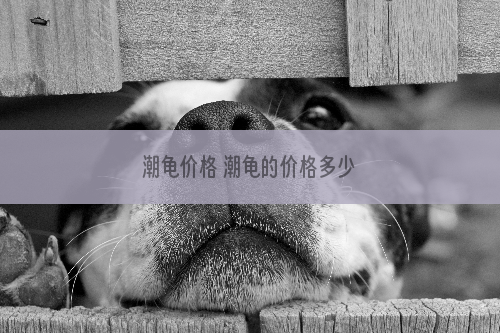 潮龟价格 潮龟的价格多少