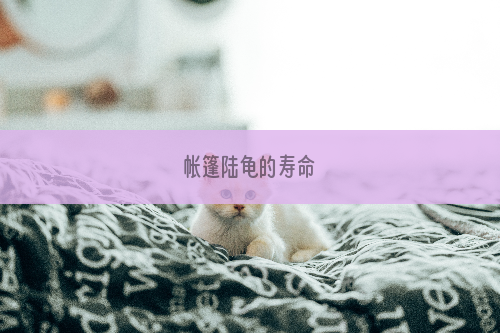 帐篷陆龟的寿命