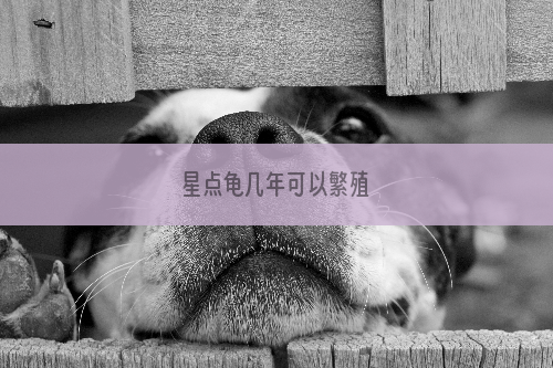 星点龟几年可以繁殖